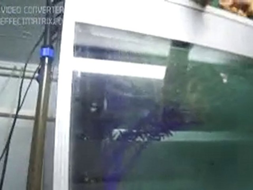 Cypho. Frontosa chaitka bright blues