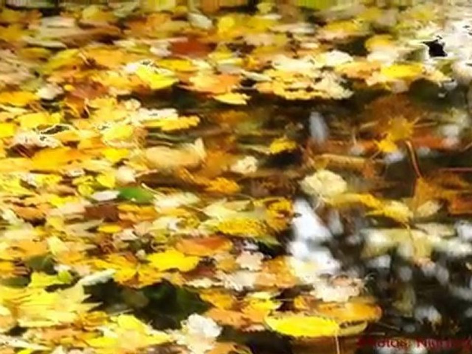 Nỗi Đau Muộn Màng (Ngô Thụy Miên - Tuấn Ngọc)