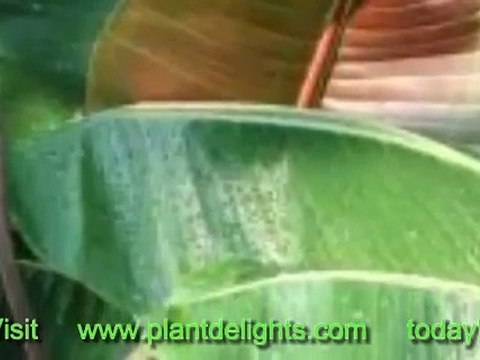 The Hardy Banana Plant Cultivars - Musa 'Helen's Hybrid'