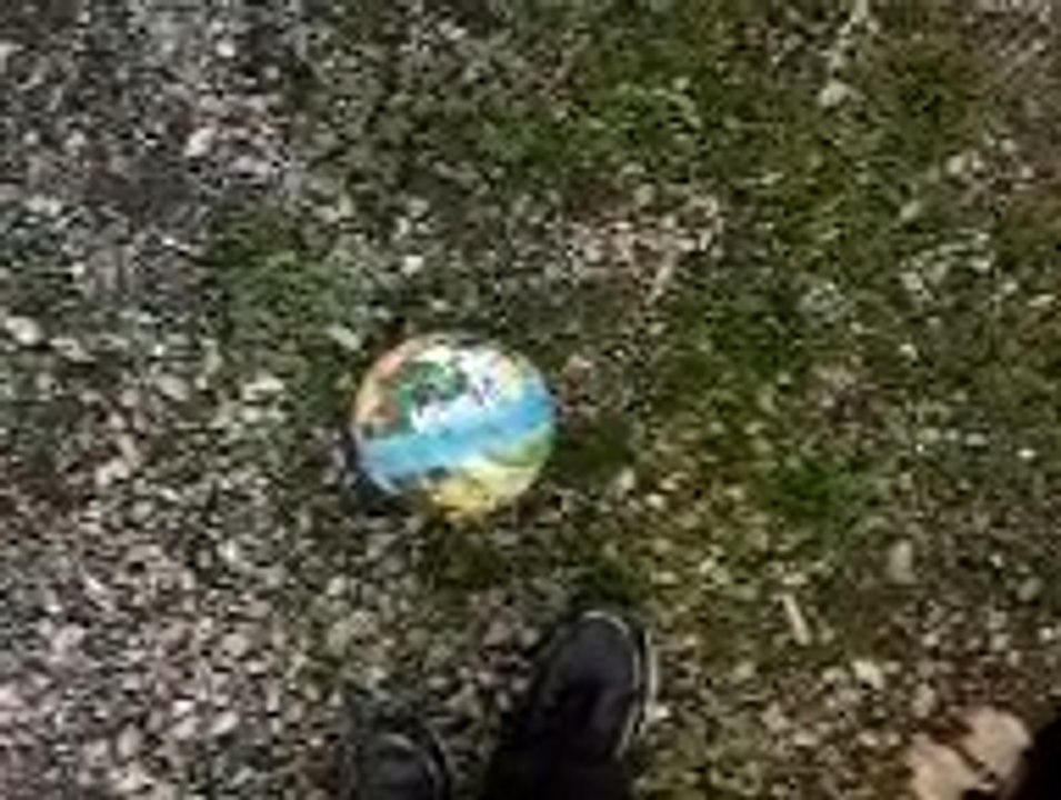 Chien qui joue ( ma didi )