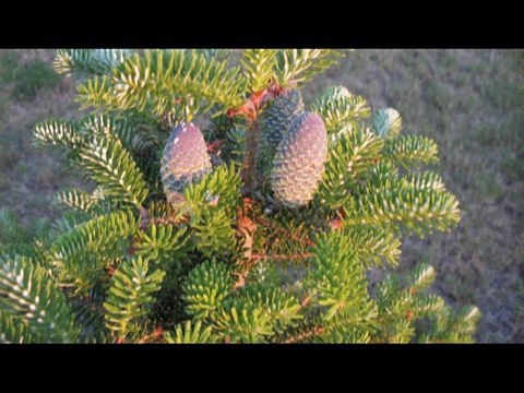 Jesteś moim pięknym snem-IP love 105 w mojej fotografii.