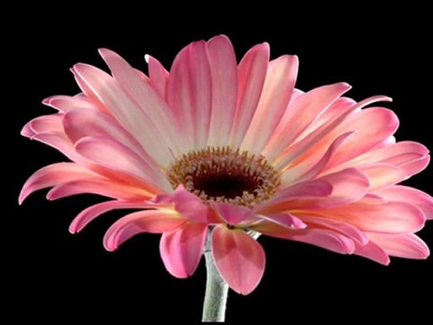 dJSaRaH Bela Çiçeğim (Aydın Öztürk)