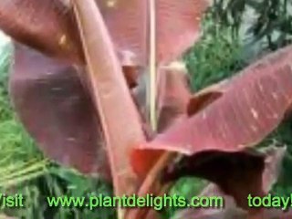 Banana Plant - Musa ornata Purple Flower Form