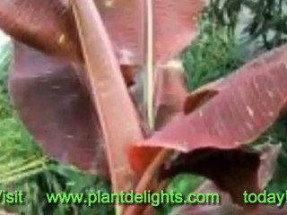 Banana Plant - Musa 'Rajapuri'