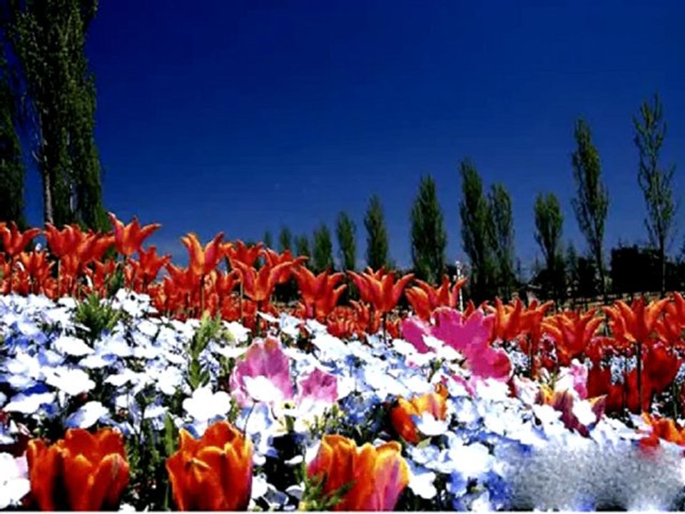 Ihlamurlar Çiçek Açtığı Zaman-Aysel