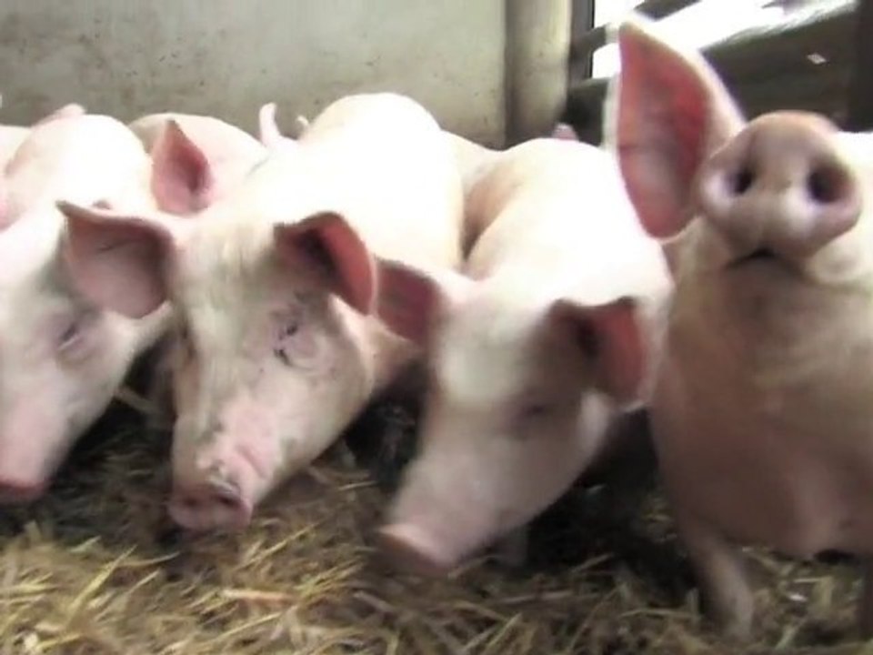 Les Cochons du GAEC de Villette