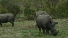 safari.tv diary - 19 November 2010