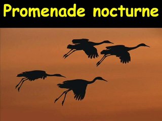 Promenade Nocturne