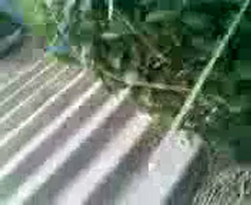 Promenade du 27/11/2010