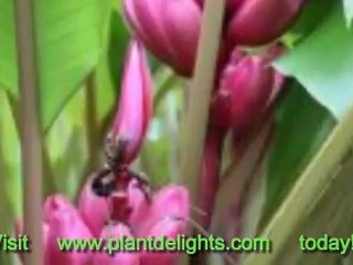 Banana Plants - Ensete -perrieri