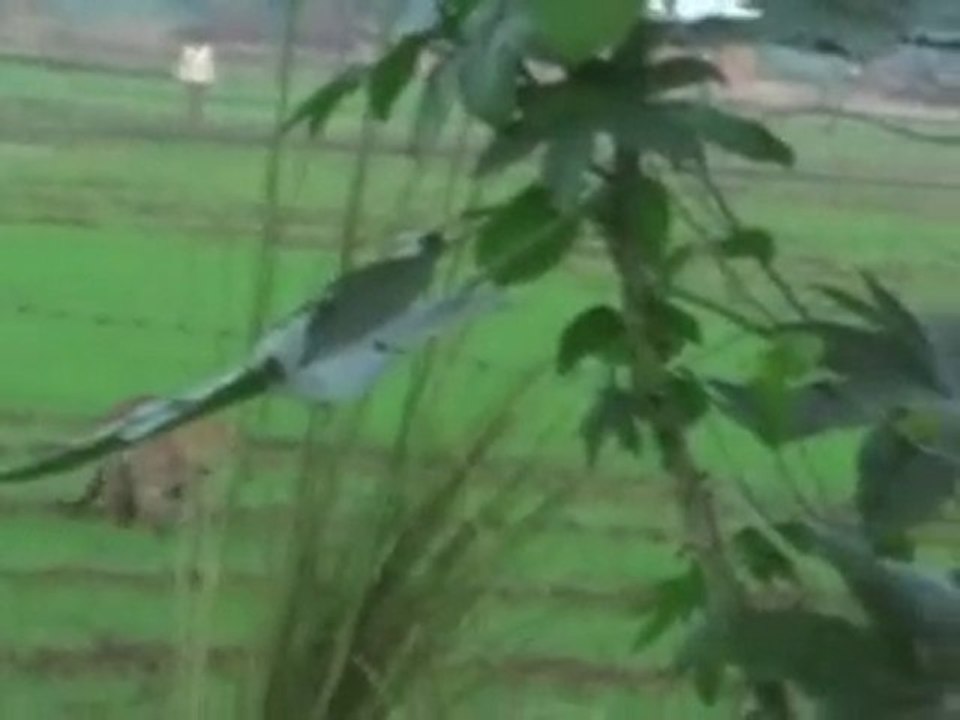 Leopard attacks village