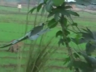 Leopard attacks village