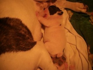 Femelle (réservée)