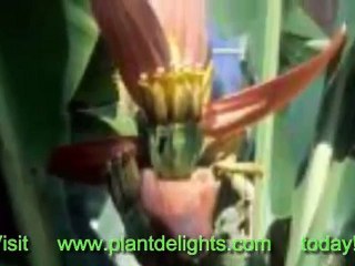 Banana Plant - Musa 'Truly Tiny'