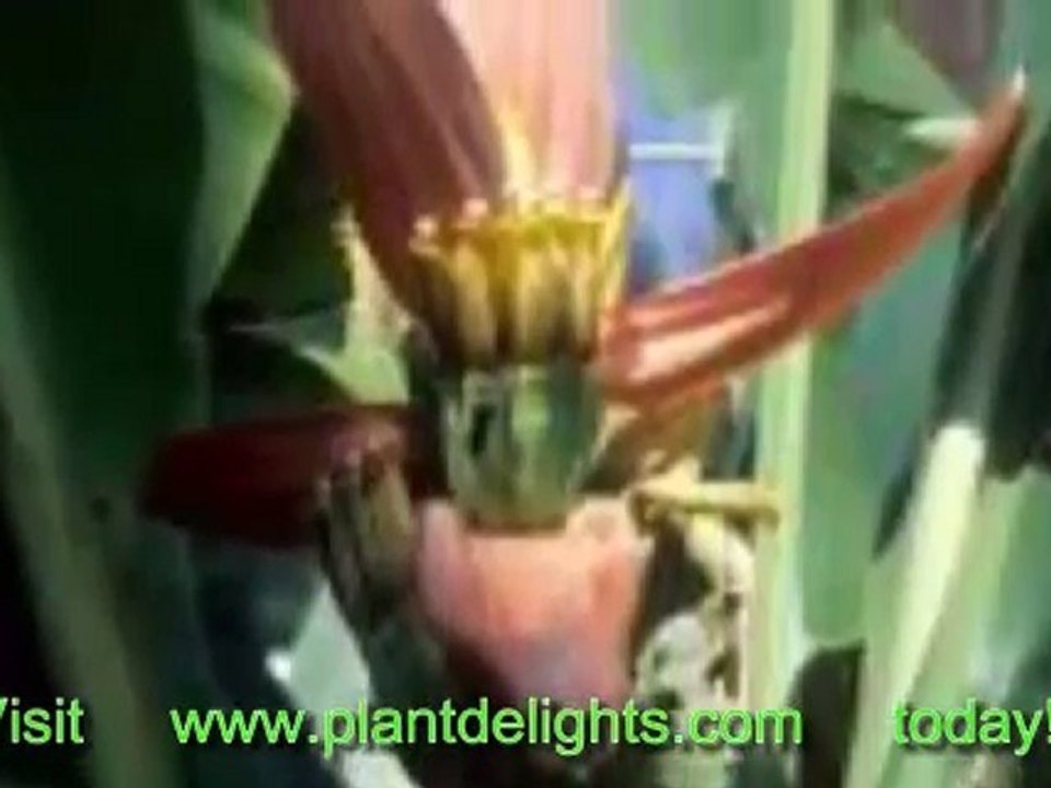 Banana Plant - Musa 'Truly Tiny'