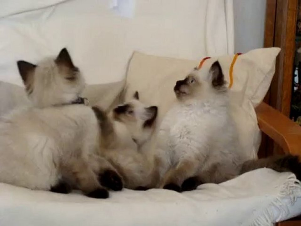 Les chatons au 27 novembre