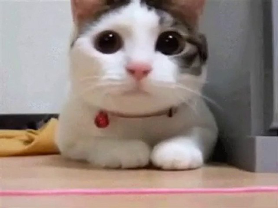 Masa Tenisi Ve Kedi