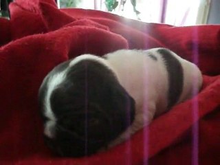 Femelle ( réservée)