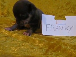 bébé chihuahua Franky