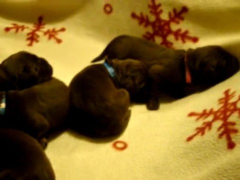 chiots terre neuve marron ou bronze de l'élevage de VALOYAN