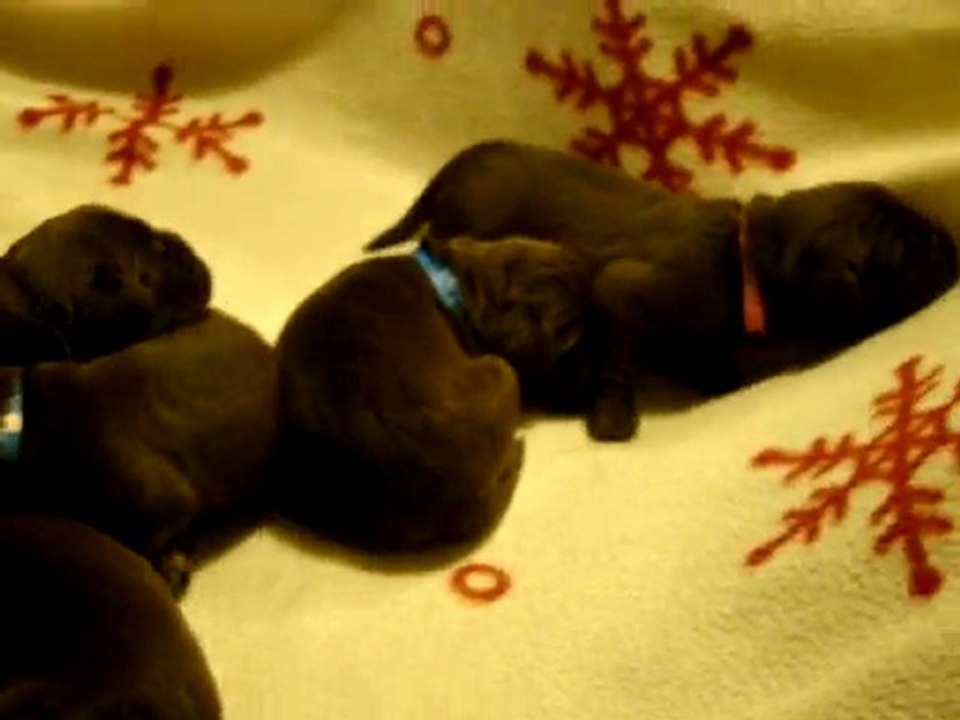 chiots terre neuve marron ou bronze de l'élevage de VALOYAN