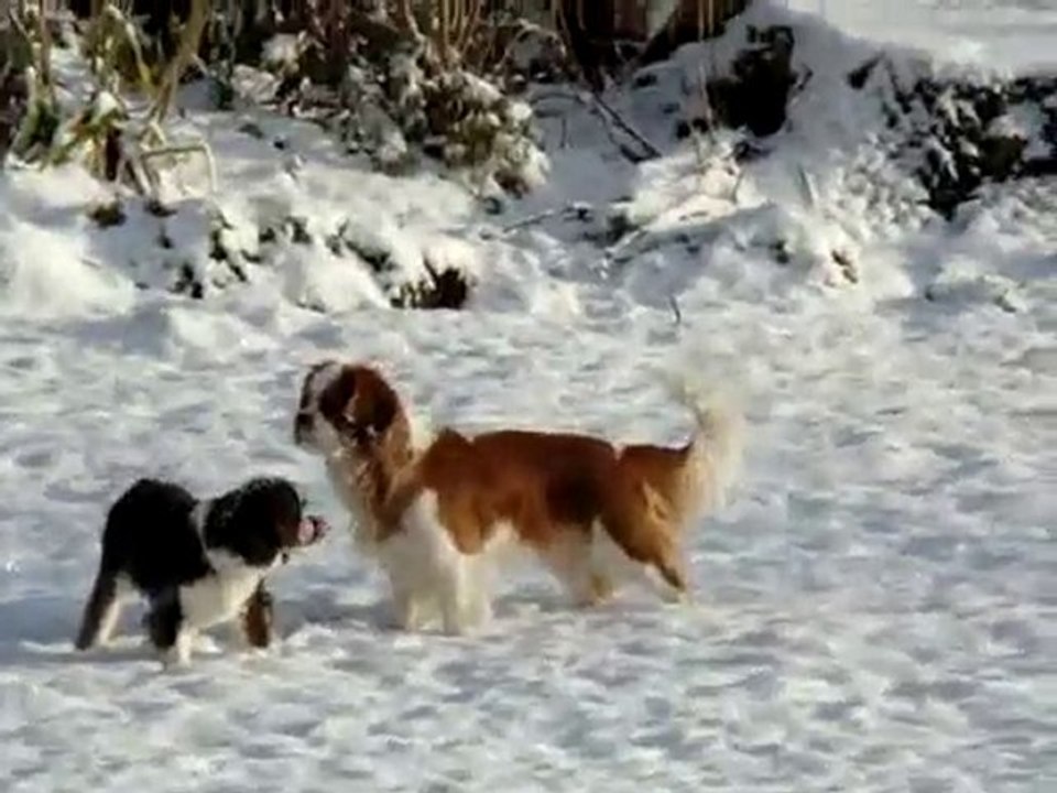 Cavalier King Charles de Luline dans la neige (nov 2010)