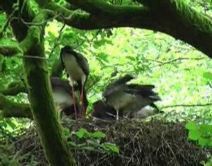 Castor et Homme en Ardenne