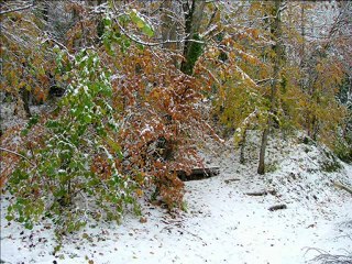 Neige le 27 novembre 2010