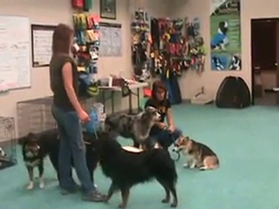 Dog Training Phoenix_Canine Pack Management