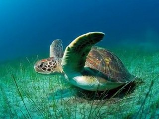 L' Esprit planait sur les eaux (Genèse 1, 2).