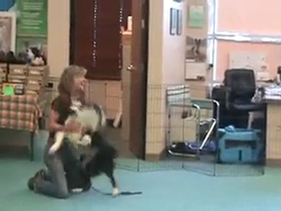 Dog Training Phoenix_Dog Recall Training