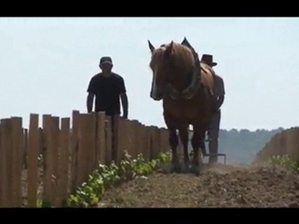 Ramon garcia vinivitis juin 2010 cine_Title_ 1