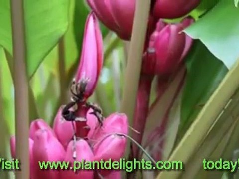 Banana Plants - Musa thomsonii