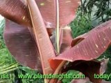 Banana Plants - Musa yunnanensis