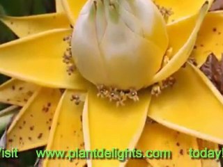 Banana Plants - Musella lasiocarpa