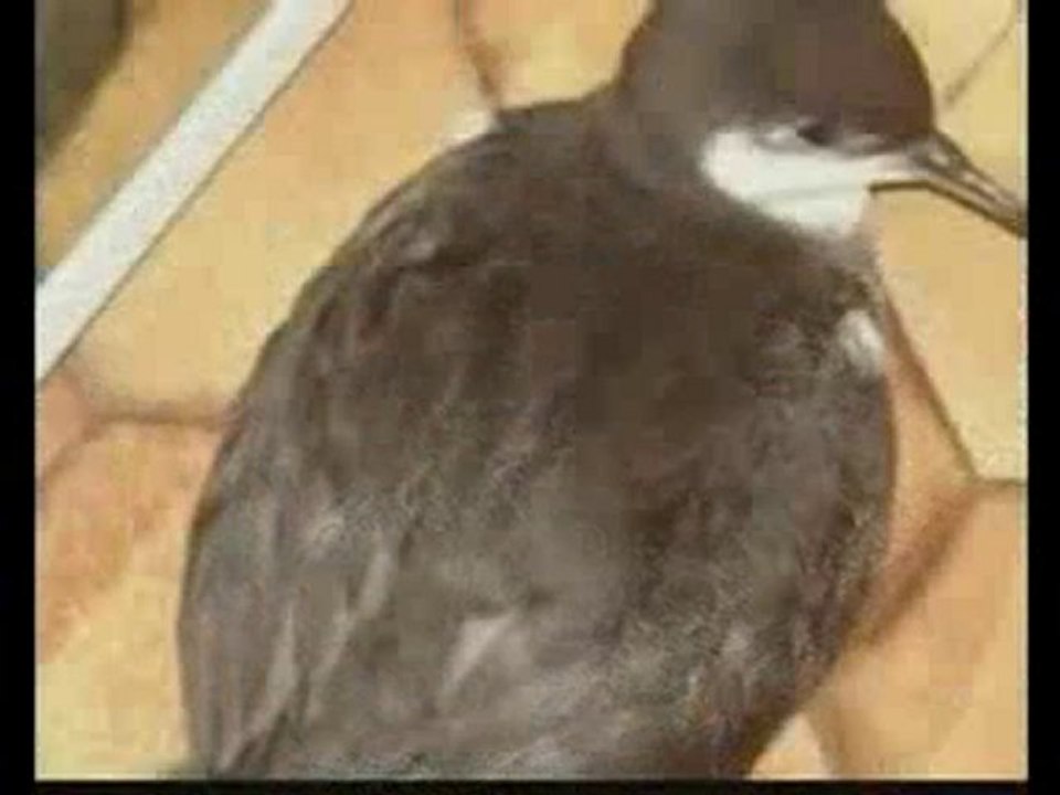 PETREL