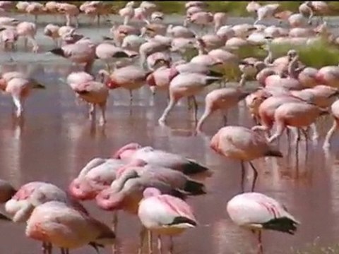 Flamand rose (Phoenicopterus ruber) - une vidéo Animaux
