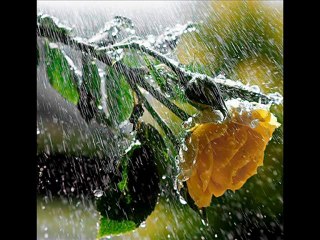 Murat Özgül - O Agacın Altını