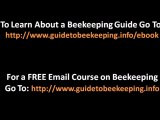 Beekeeping For Beginner -  2 Tips About Backyard Beekeeping