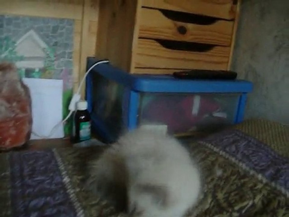 2 chatons mâle blue tabby point nés le 7 octobre 2010