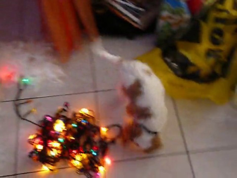 Fidji préparatifs de Noël