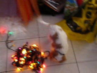 Fidji préparatifs de Noël