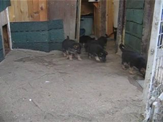 chiots de burkina 28/11/2010