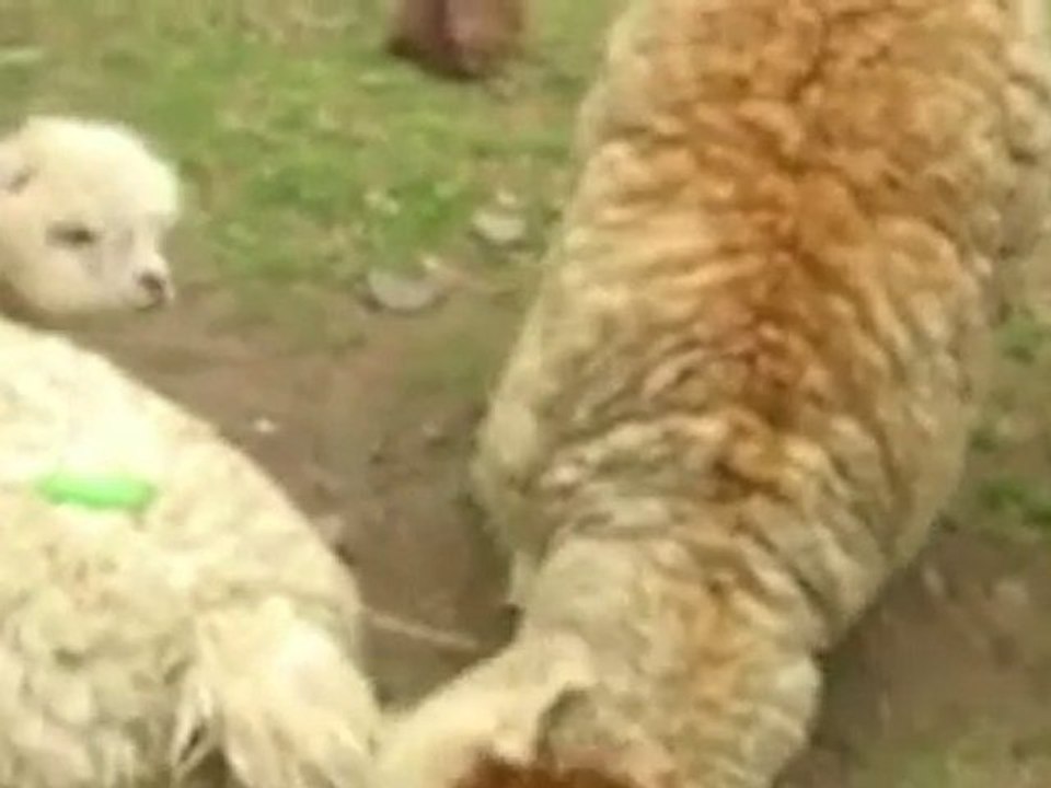 Farting Alpaca