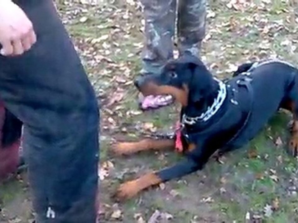 Arés 6 mois défense du maitre et garde au ferme (2)