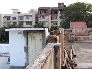 singes sur le toit chez Yves à Bénarès
