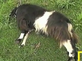 Fainting Goats