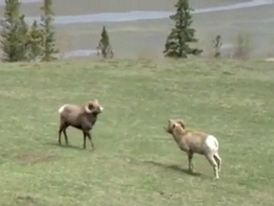Rams Fighting