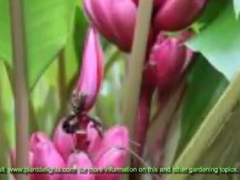 How to Overwinter Ornamental Bananas Musa Musella Ensete
