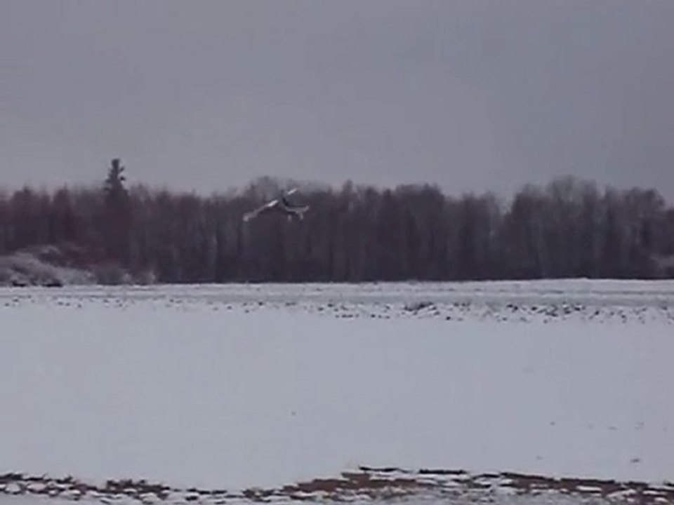 vidéo T-Rex 500 de Florent P